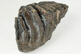 6.4" Fossil Woolly Mammoth Upper M2 Molar - North Sea Deposits - #200775-4